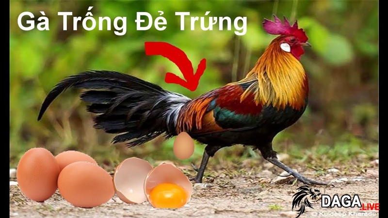 gà chọi đẻ trứng