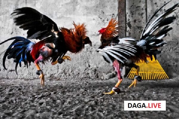 Gà chọi vần hơi là phương pháp tập luyện phổ biến của chiến kê.