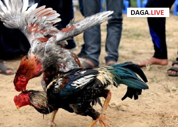 Vần hơi giúp gà chọi tăng khả năng chiến đấu và sức bền.