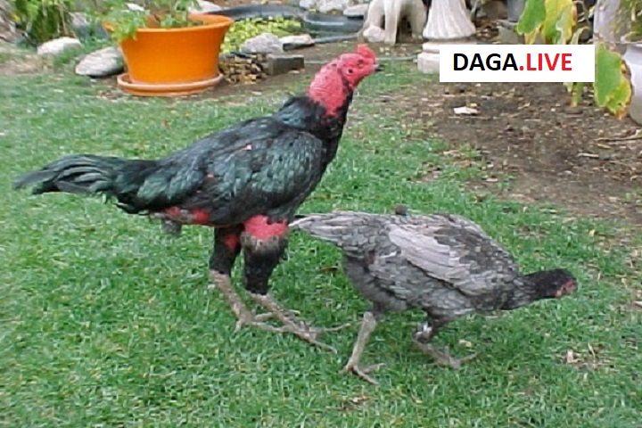 Vần hơi là quá trình diễn ra rất kỳ công đòi hỏi các sư kê cần tỉ mỉ trong từng giai đoạn.