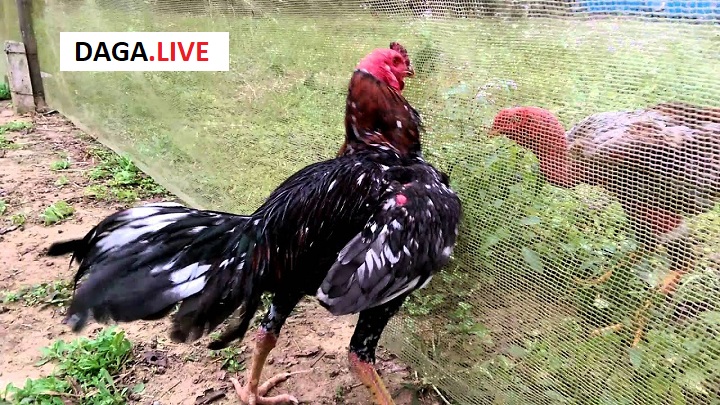 Hình ảnh vần hơi gà chọi tơ vụ lông thứ 1.