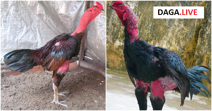 Sau khi kết thúc mỗi kỳ vần hơi, anh em nên om bóp rượu thuốc cho chiến kê mau hồi phục.