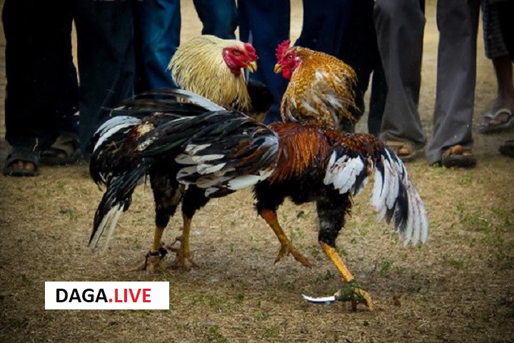 Kỳ hơi thứ 3 trong vụ 1 giúp các sư kê kiểm qua quá trình tiến bộ của gà chiến.