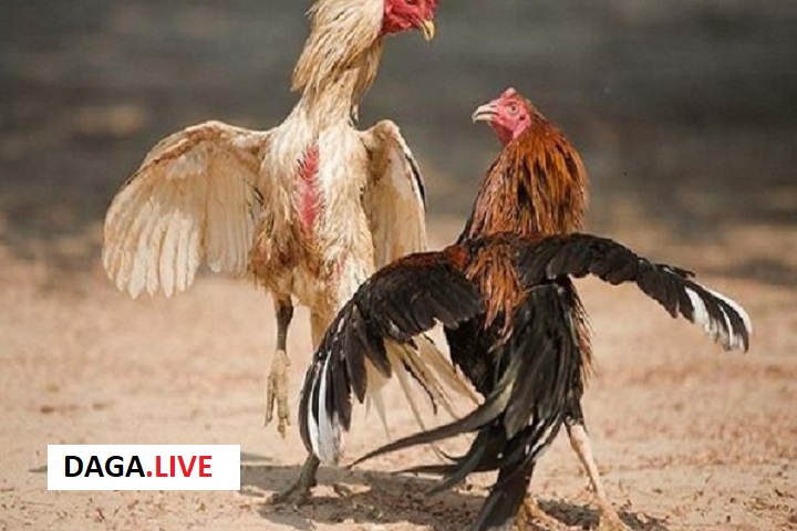 Quá trình chăm sóc gà chọi vần hơi vụ 2 rất kỳ công đối với các sư kê.