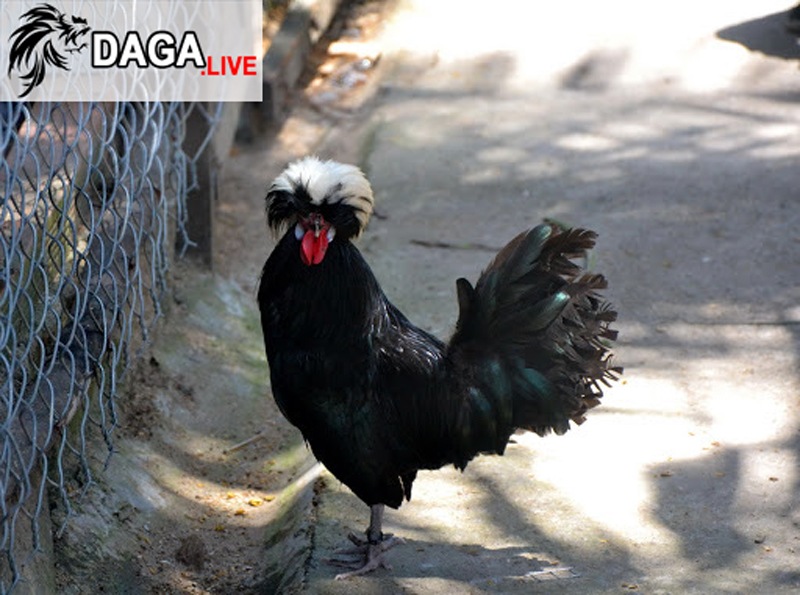 Gà kiểng Ba Lan siêu đẹp, giá đắt nhưng ai cũng tìm mua