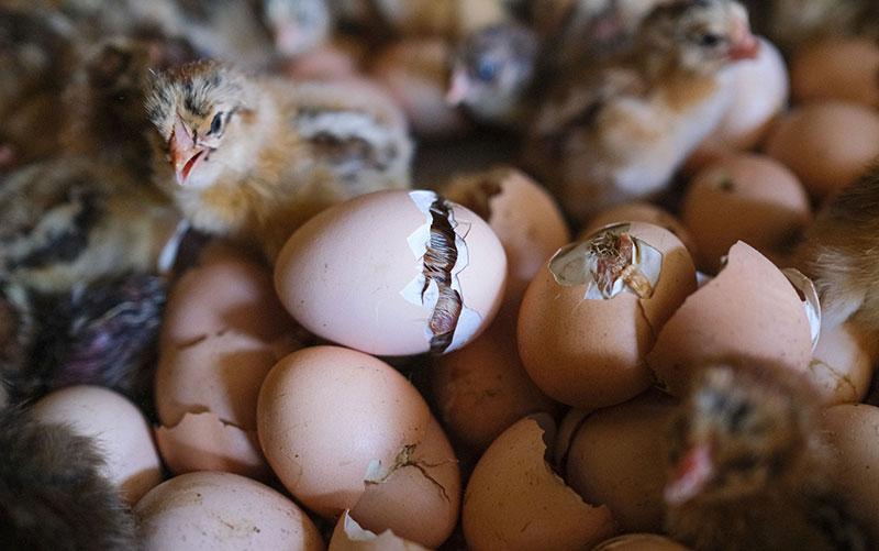 xác minh giới tính gà con từ trong trứng