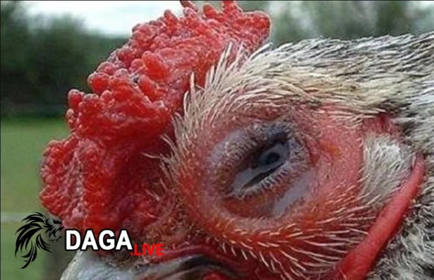 Hướng dẫn chữa gà bị mù mắt do cựa đâm