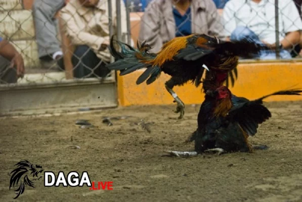 Nguyên nhân chính khiến gà đá bị cựa đâm vào mắt