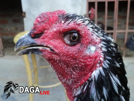 Bước 4 – chế độ dinh dưỡng cho gà đá bị cựa đâm vào mắt