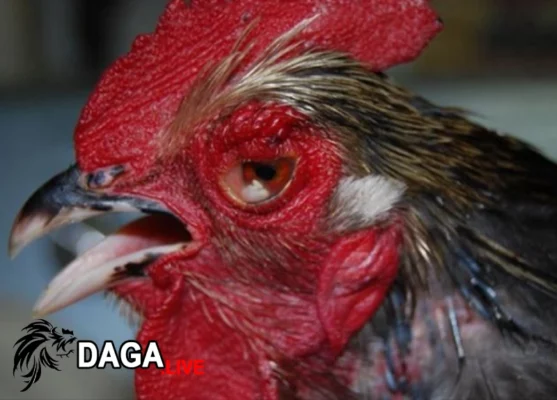 Một số lưu ý khi gà đá bị cựa đâm vào mắt