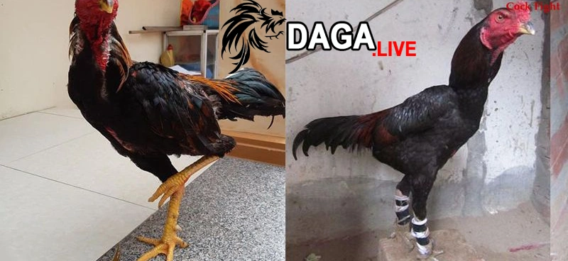 Cách chữa trị cho gà đá bị gãy chân