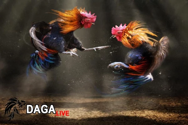 Gà đá bị gãy chân bao lâu sẽ khỏi?