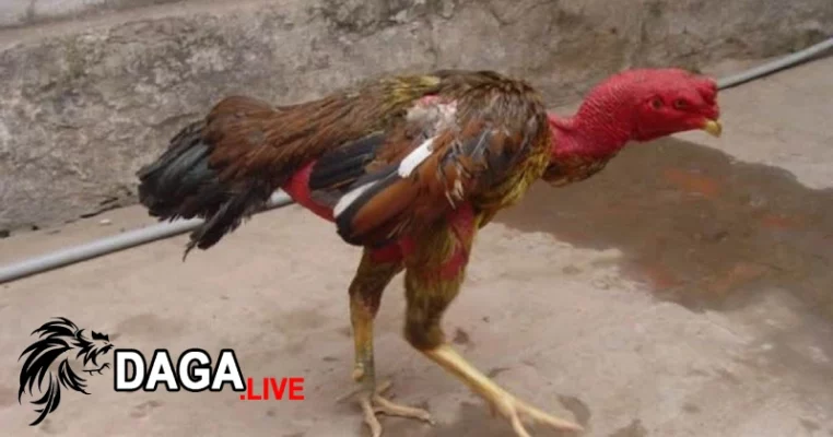 Cách chăm sóc khi gà đá bị gãy chân