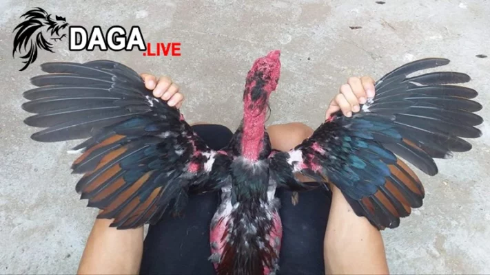 Cách xử lý và chăm sóc gà đá bị gãy cánh hiệu quả