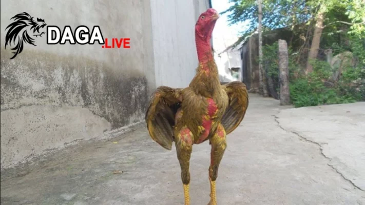 Cách xử lý và chăm sóc gà đá bị gãy cánh hiệu quả