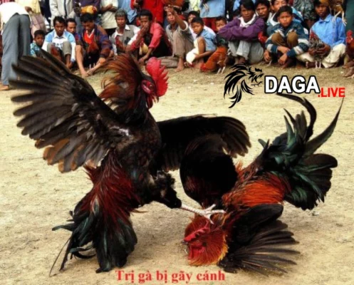 Nguyên nhân khiến gà đá bị gãy cánh