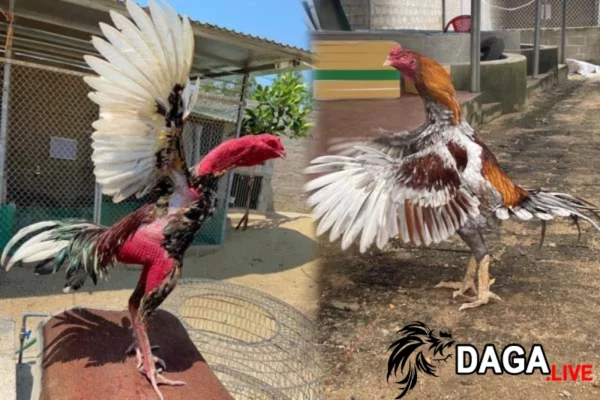 Một số lưu ý quan trọng khi chăm gà đá bị gãy cánh