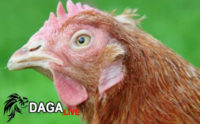 Một số nguyên nhân khiến gà đá bị tái mặt