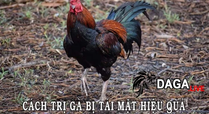 Cách điều trị gà đá bị tái mặt hiệu quả nhất