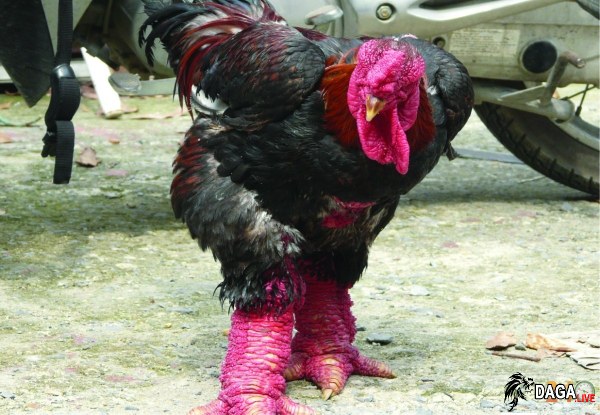 Gà Đông Tảo - Nuôi gà triệu view