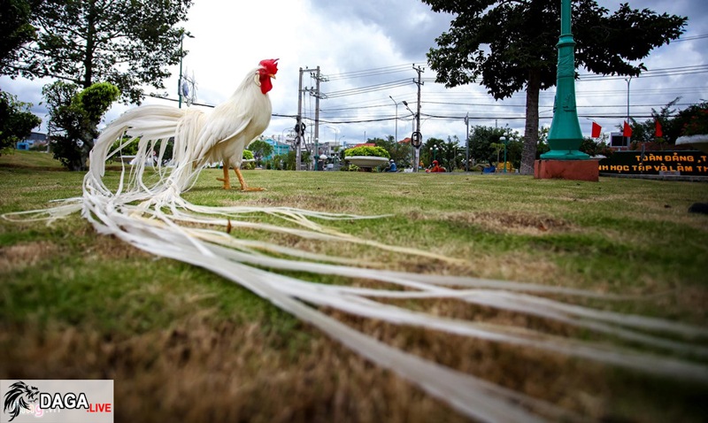 nuôi gà đuôi dài