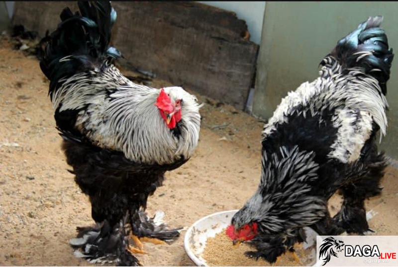 Chú gà khổng lồ