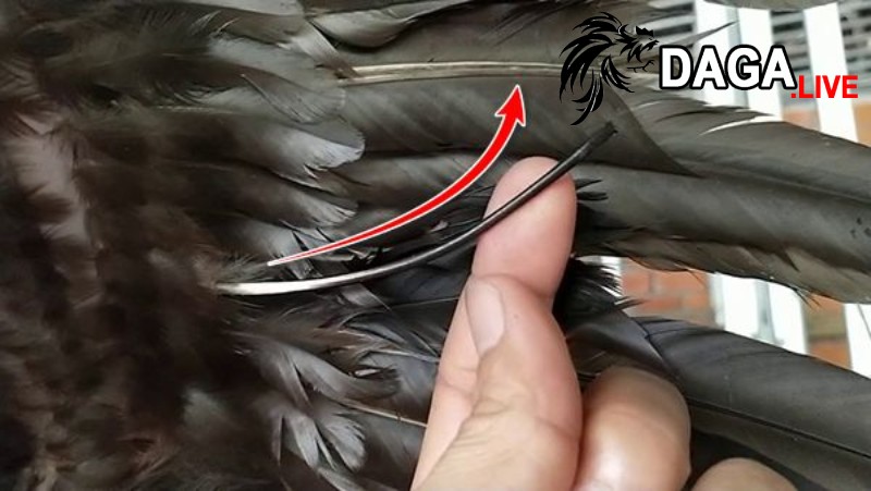 Nguyên nhân khiến gà bị biến dị ở lông