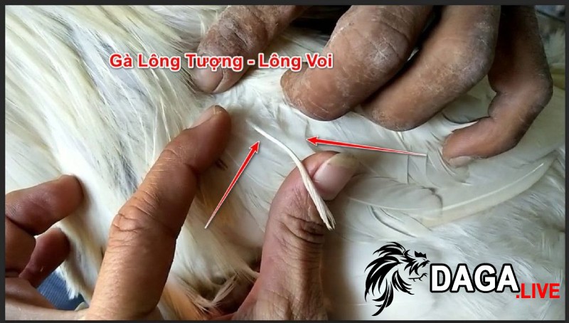 Gà có lối đá hay