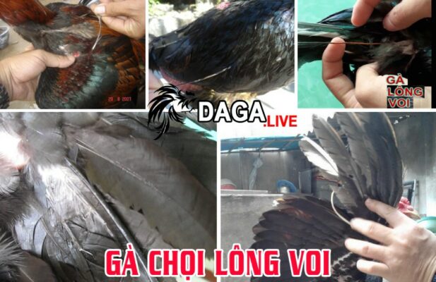 Tìm hiểu chi tiết về gà lông voi