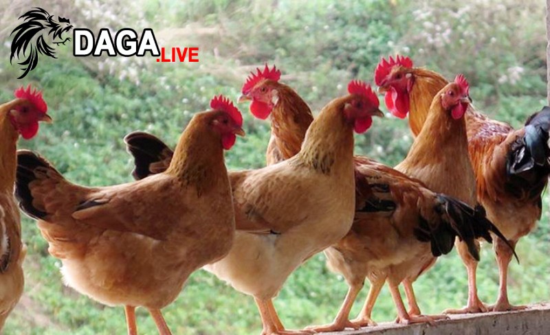 Một số thông tin về giống gà ri