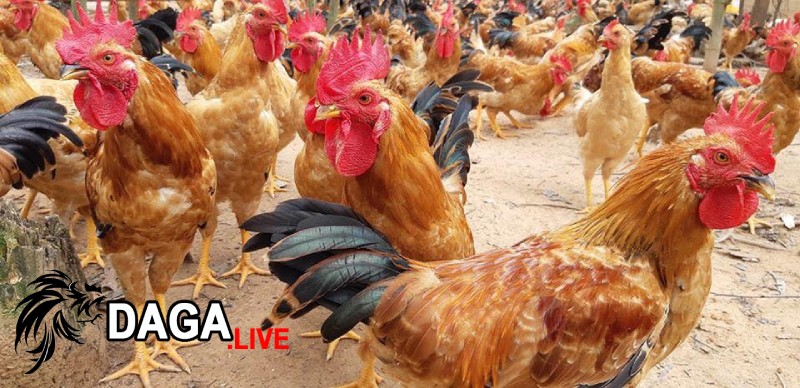 Giá bán gà ri trên thị trường hiện nay