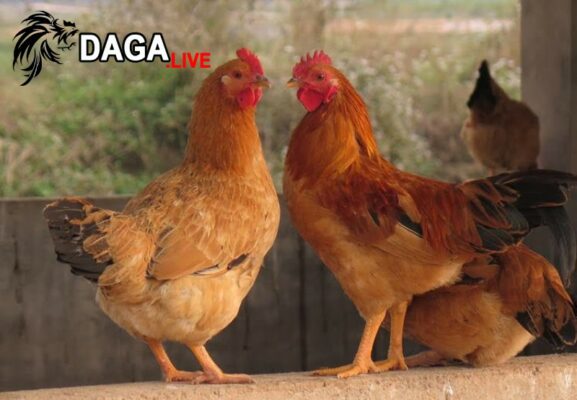 Đặc điểm phổ biến của gà ri