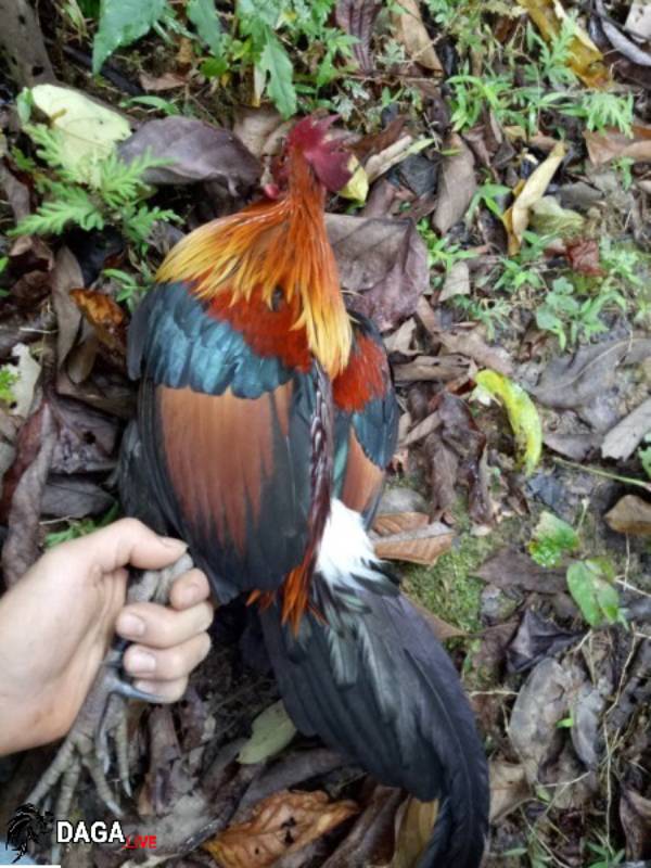 Kẻ sát nhân tàn ác ra tay giết người chỉ vì 5 con gà chọi