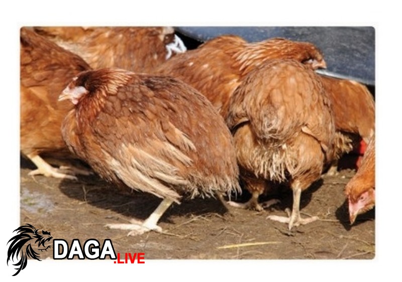 Gà rụt cổ mắt lim dim do bị bệnh Newcastle