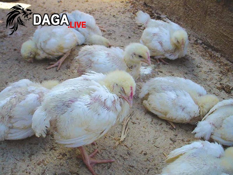 Tìm hiểu gà rụt cổ mắt lim dim là bệnh gì