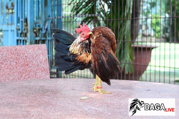 Ngoại hình của gà Serama