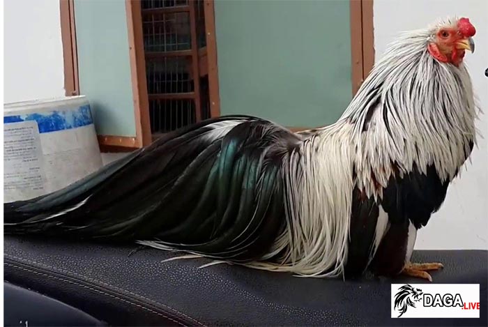 gà tre tân châu giá bao nhiêu