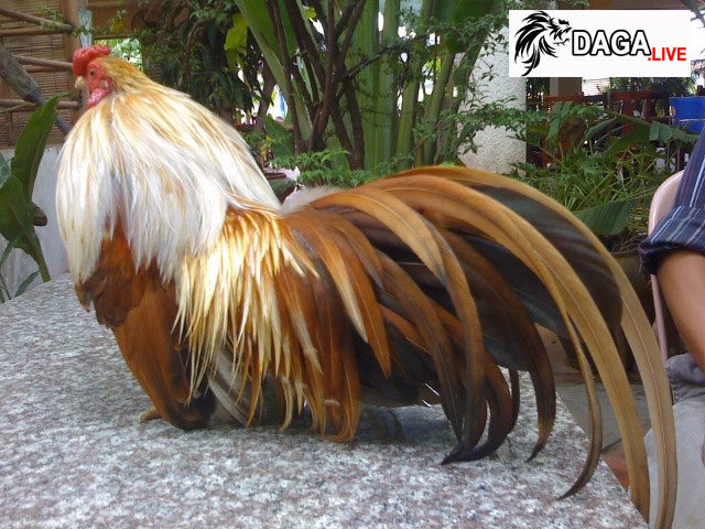 gà tre tân châu giá bao nhiêu