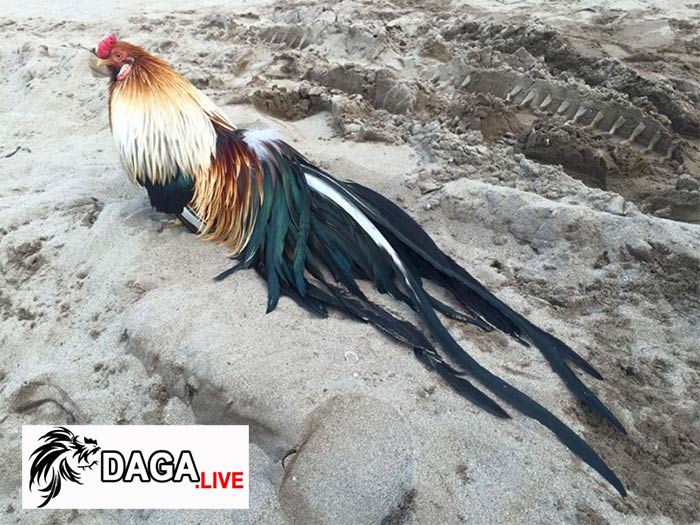 gà chọi đuôi dài giá bao nhiêu