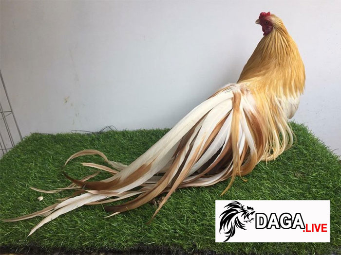 gà tre tân châu giá bao nhiêu