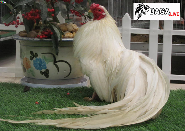 Khi nào cần chống nóng khẩn cấp cho gà tre Tân Châu