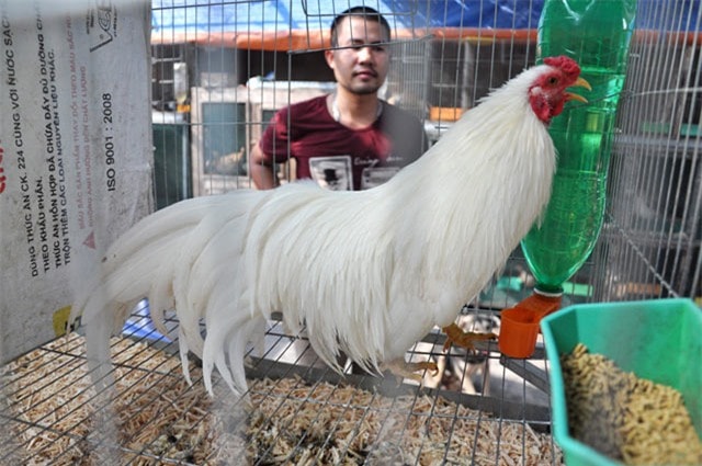 gà tân châu tại hà nội