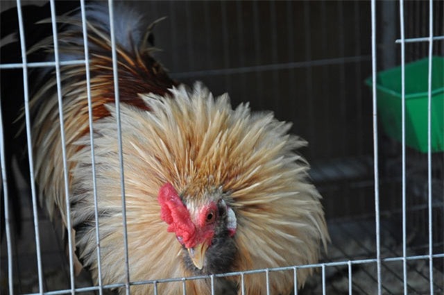 gà tân châu tại hà nội