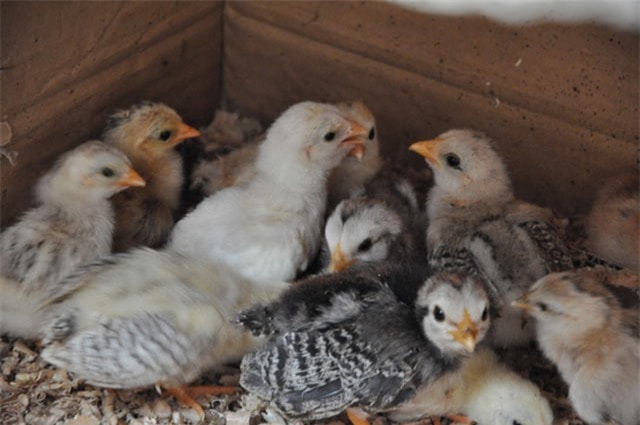 úm gà tre tân châu con