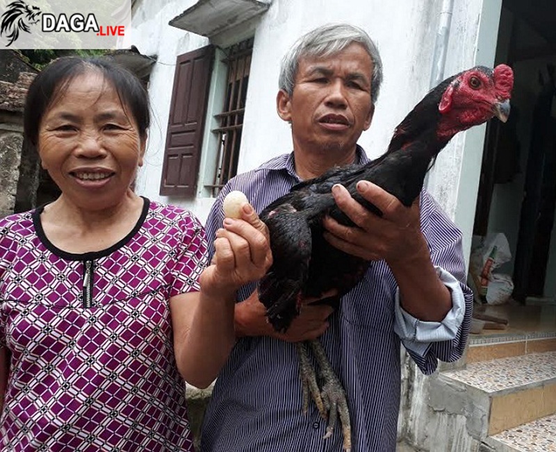 Chú gà chọi trống đẻ trứng kì lạ