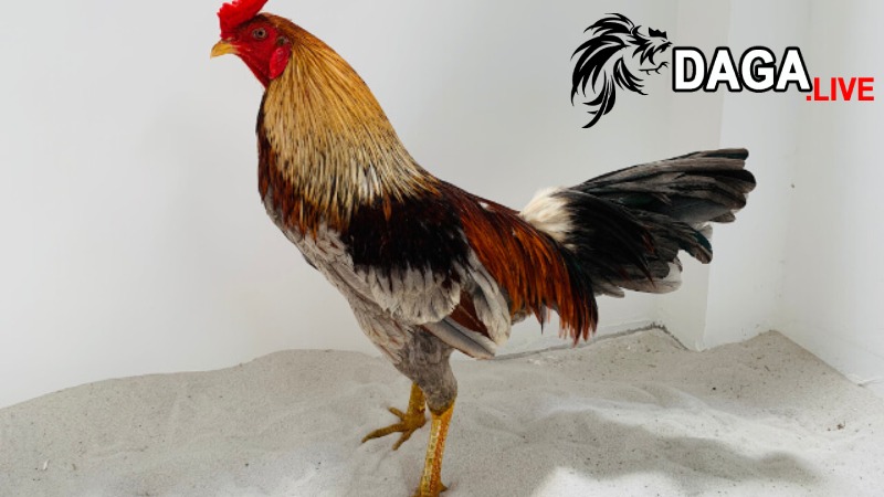 Yếu tố nguồn gốc tông dòng