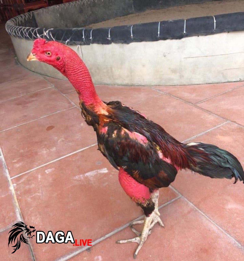 Giá gà chọi chiến chuẩn, mới nhất