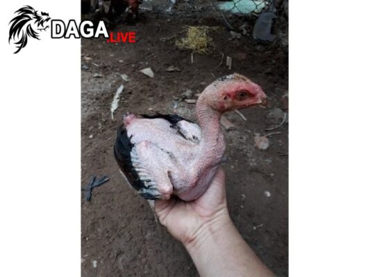 Giá gà chọi chiến