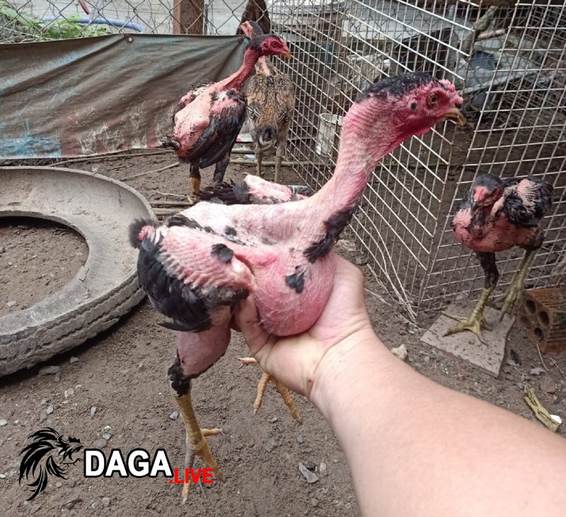 Giá gà chọi chiến tơ