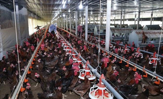 giá gà thịt giảm mạnh tại trà vinh